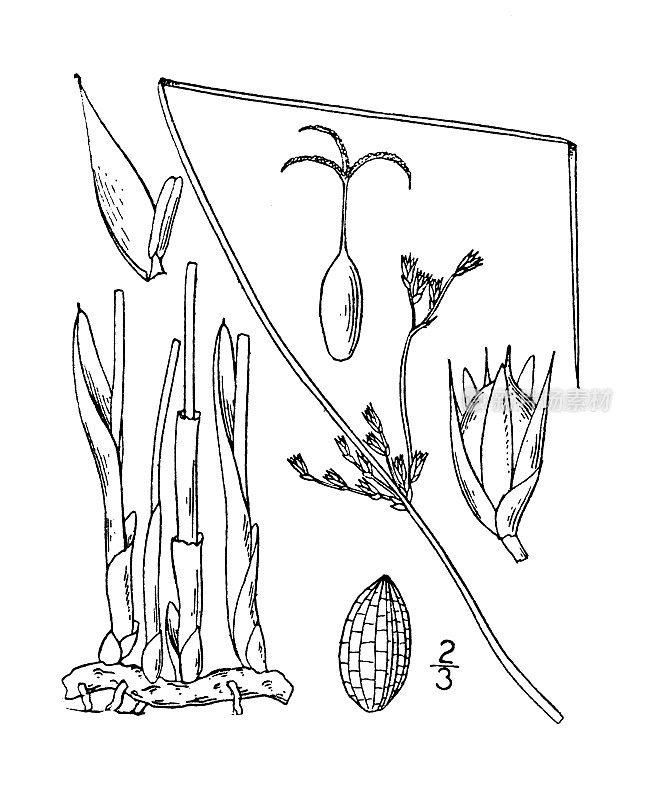 古董植物学植物插图:junus Balticus, Baltic Rush